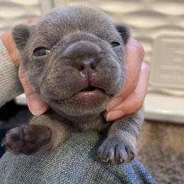 French Bulldog Puppies from Blue Ribbon French Bulldogs