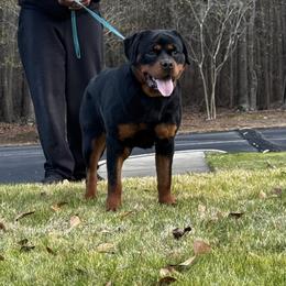 Cali - Black and mahogany female Rottweiler puppy in Prosperity, South Carolina from Michelle's Rottweilers