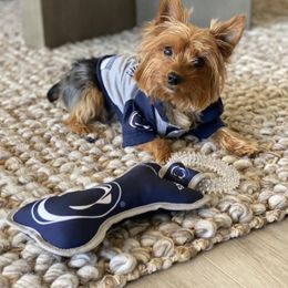 Yorkshire Terrier Puppies from Jill Brown