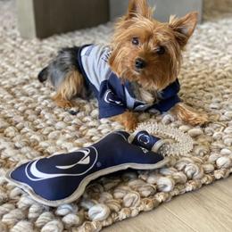 Yorkshire Terrier Puppies from Jill Brown