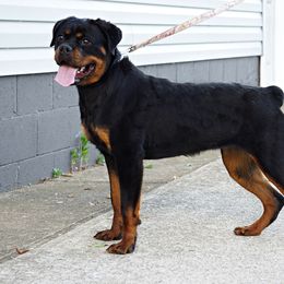 Pomsky, Rottweiler, Shetland Sheepdog, and Toy Shetland Sheepdog Puppies from Mountain High Kennels