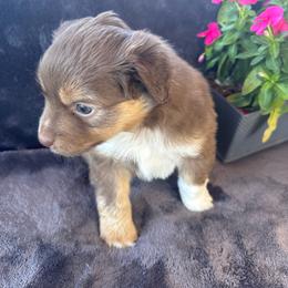 Wayne - Red tri male Miniature Australian Shepherd puppy in Artesia, New Mexico from Rocking Aussies