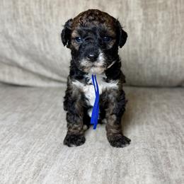 Benny - Sable male Bernedoodle puppy in Lamar, Colorado from Jozlyn’s Pups