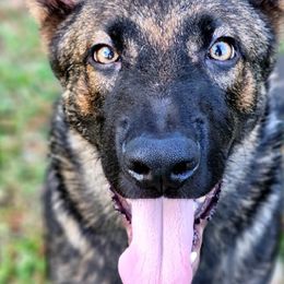 Stripes - Sable German Shepherd puppy in Deer Park, Alabama from Von Richardson Elite German Shepherds