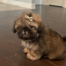 Smooshie - Gold Shih Tzu puppy in Arkansas from Chocolate Diamond Shih-Tzu