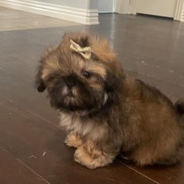 Smooshie - Gold Shih Tzu puppy in Arkansas from Chocolate Diamond Shih-Tzu