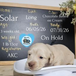 Solar - Cream male Dachshund puppy in Hoquiam, Washington from Heyd's Mini Dachshunds