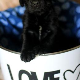 Labradoodle and Labrador Retriever Puppies from Moore than Dogs