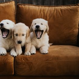 Golden Retriever Puppies from Rosemary Goldens