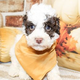 Teddy - Parti male Poodle puppy in Hugo, Oklahoma from Ann R.