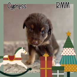 Cypress - Red tri-color Australian Shepherd puppy in Hillsboro, Missouri from Consider the Lilies Homestead