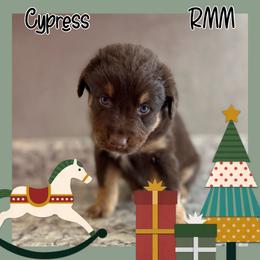 Cypress - Red tri-color Australian Shepherd puppy in Hillsboro, Missouri from Consider the Lilies Homestead