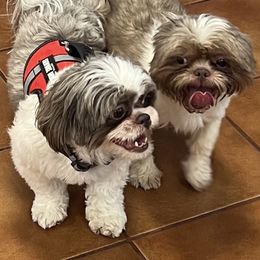 Jango - Shih Tzu