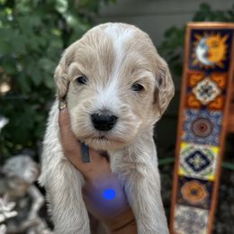 Boy 1 blue collar - Cream male Goldendoodle puppy in Schertz, Texas from Kat's Teddydoodles