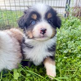 Ham - Black tri male Miniature Australian Shepherd puppy in Gatesville, Texas from Southern Promise Aussie’s