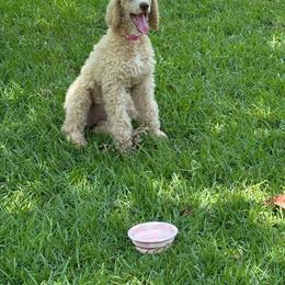 Poodle Puppies from East Bunch Poodles