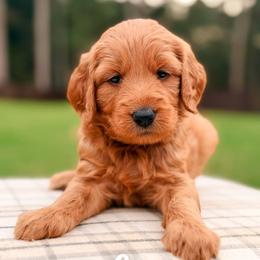 Velma - Red  female Goldendoodle puppy in Hartwell, Georgia from BellaDoodles