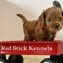 Cavapoos, Cockapoos, Cocker Spaniels, and Goldendoodles from Red Stick Kennels, LLC