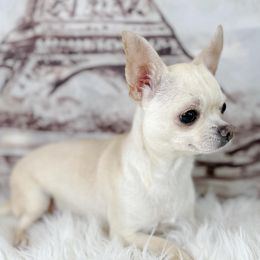 Kosh - Chihuahua