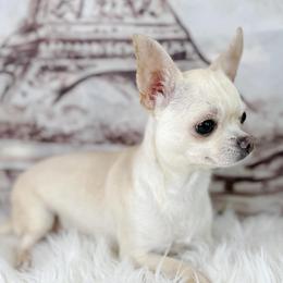 Kosh - Chihuahua
