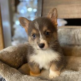 American Corgi and Pembroke Welsh Corgi Puppies from Tori’s Sassy Corgis