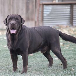 Boo - Labrador Retriever