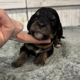 Brandy's Brown Collar Boy 2150.00 - Tri-color male Bernedoodle puppy in Alvin, Texas from JP Southern Doodles