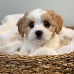 Denver - Blenheim male Cavachon puppy in Grottoes, Virginia from Wendy’s Maltese & Cavamalts of Virginia