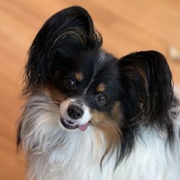 Maverick - Papillon