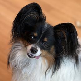 Maverick - Papillon