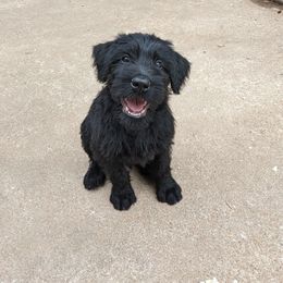 Giant Schnauzer Puppies from Riesenschnauzers von Reh Bach