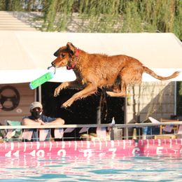 Golden Retrievers from A Golden to Love