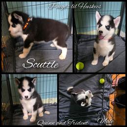 Scuttle - Black and white male Siberian Husky puppy in Bloomfield, Indiana from Paiges lil huskies