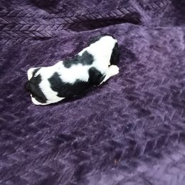 Cocker Spaniel Puppies from Hartwell Cocker Spaniel Kennel