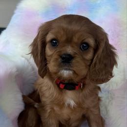 Willow Rose - Ruby female Cavalier King Charles Spaniel puppy in Ridgeville, South Carolina from Misty Meadow Cavaliers