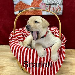Scarlett - Yellow Labrador Retriever puppy in Sandpoint, Idaho from Allen Sunnyside AKC Labs