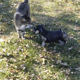 Miniature Schnauzer Puppies from Snowflake Schnauzers