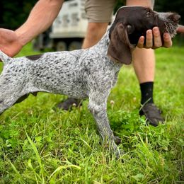 Boy 4 - Liver and white male German Wirehaired Pointer puppy in Potosi, Wisconsin from Point and Flush Gun Dogs