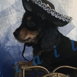 Chihuahua and Dachshund Puppies from Jean Takac