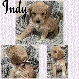 Indy - Apricot female Goldendoodle puppy in Ankeny, Iowa from Iowadoodles2love