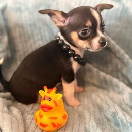 Sinatra AKC - Black and tan male Chihuahua puppy in Seneca, Missouri from Stephanie’s Puppy Colony
