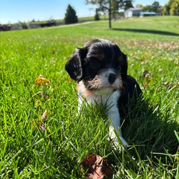 Tri orange - Tri-color male Cavalier King Charles Spaniel puppy in Greenleaf, Wisconsin from Ledgetop Family Cavaliers