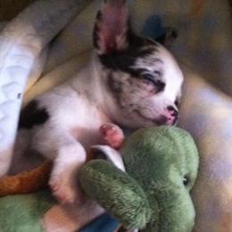 Chihuahua Puppies from Western Kentucky Chihuhua