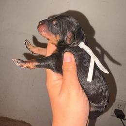 Cassiopeia - Phantom female Poodle puppy in Toledo, Ohio from Exquisite Dalmatians & Standard Poodles