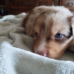 Tim - Australian Shepherd puppy from Crazy Critters Aussies
