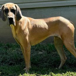 Charlie - Great Dane