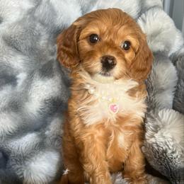 Bella - Red  female Poodle puppy in Hephzibah ( Richmond County ), Georgia from Healing Pawz LLC