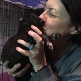 Borzoi and Silken Windhound Puppies from Perla Silken Windhounds & Borzoi