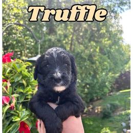 Truffle - Black and white male Bernedoodle puppy in High Point, North Carolina from Kingsfield Doodles