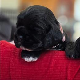Uso - Buff male Cocker Spaniel puppy in Marshfield, Wisconsin from Gingerale Cockers and Cockapoos